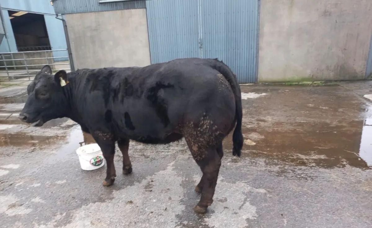 1 (5 STAR) Limousin Breeding Heifer - Image 4