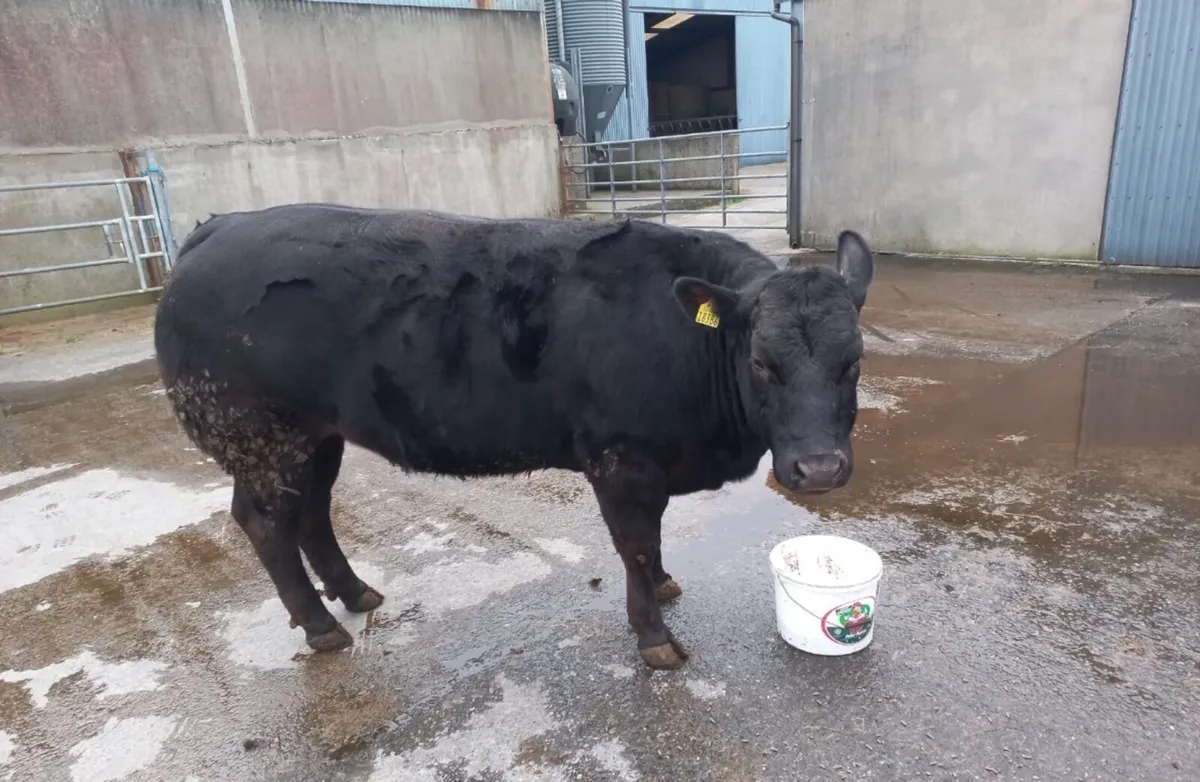 1 (5 STAR) Limousin Breeding Heifer - Image 3