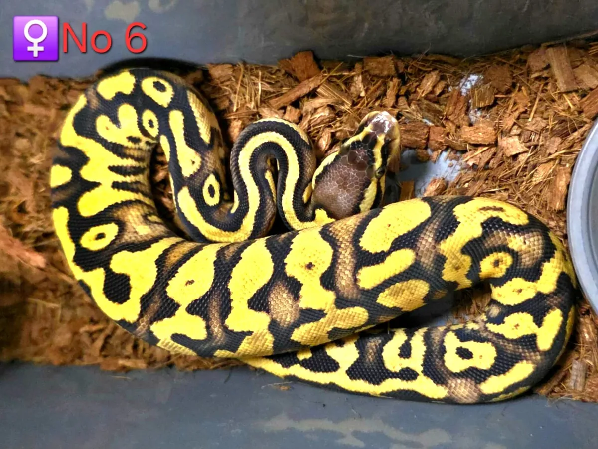 Royal/Ball Pythons Males ♂️ & Females ♀️ - Image 4