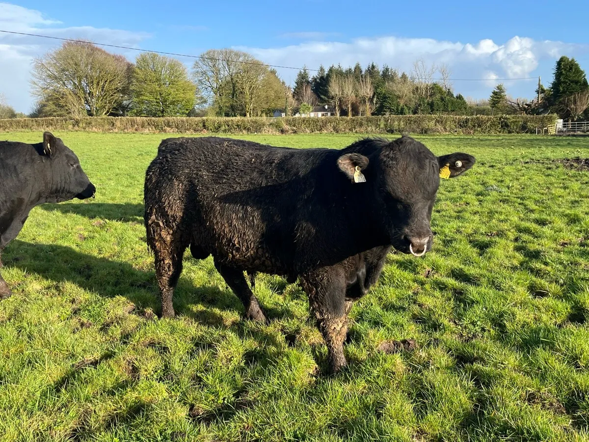 Angus Bulls Ballina 14 April - Image 2