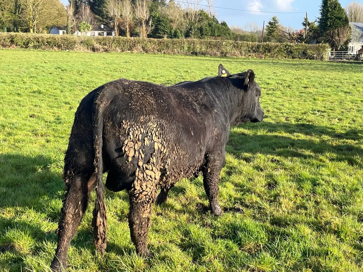 Angus Bulls Ballina 14 April - Image 3