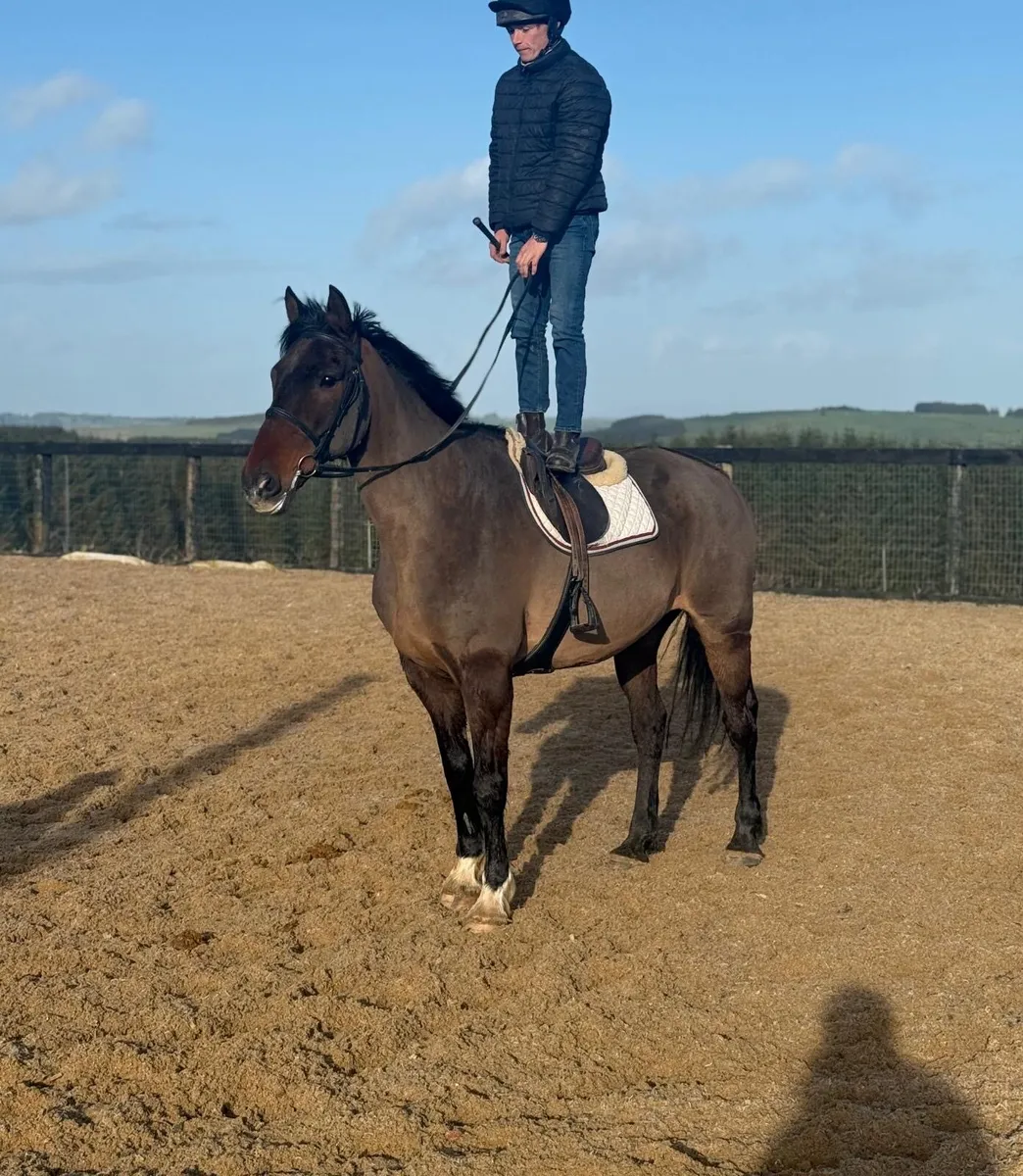 Cool allrounder - Image 1