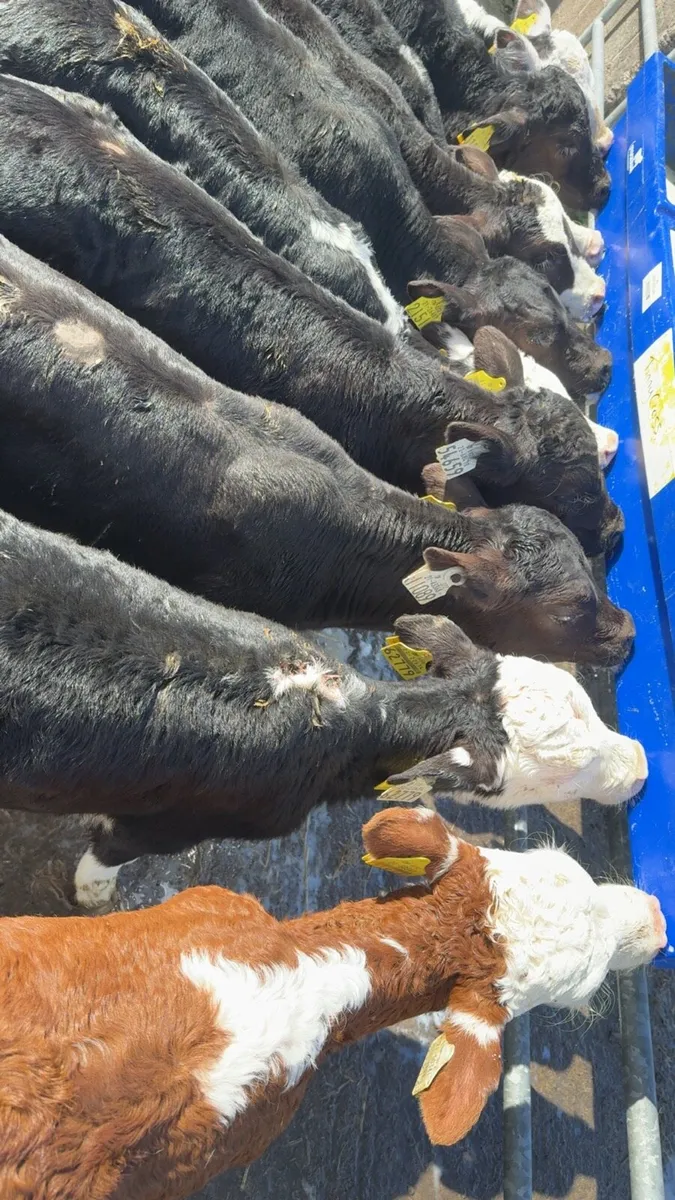 10 bull calves for sale - Image 1