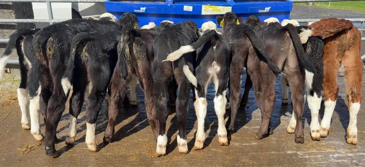10 bull calves for sale - Image 2