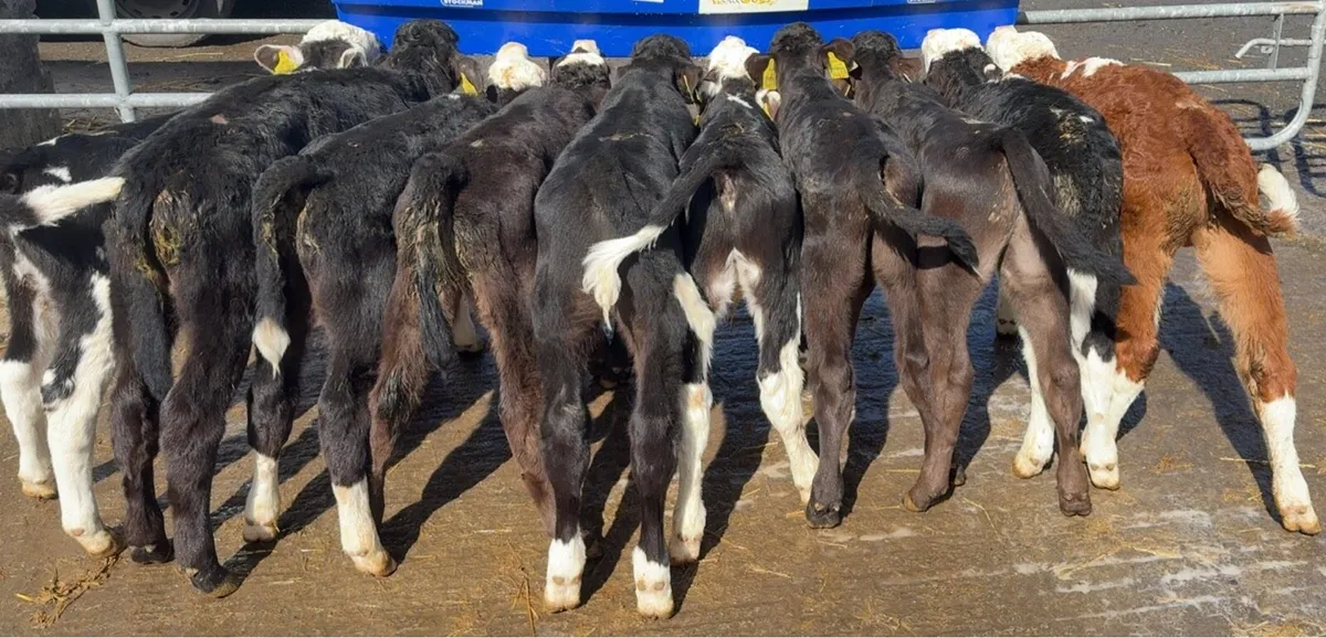 10 bull calves for sale - Image 3