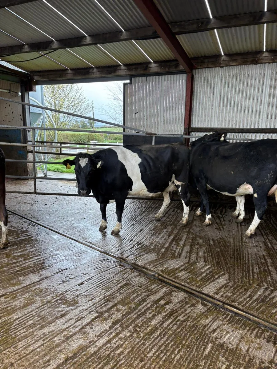 Dairy cows - Image 2