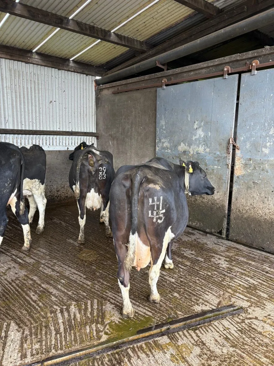 Dairy cows - Image 3