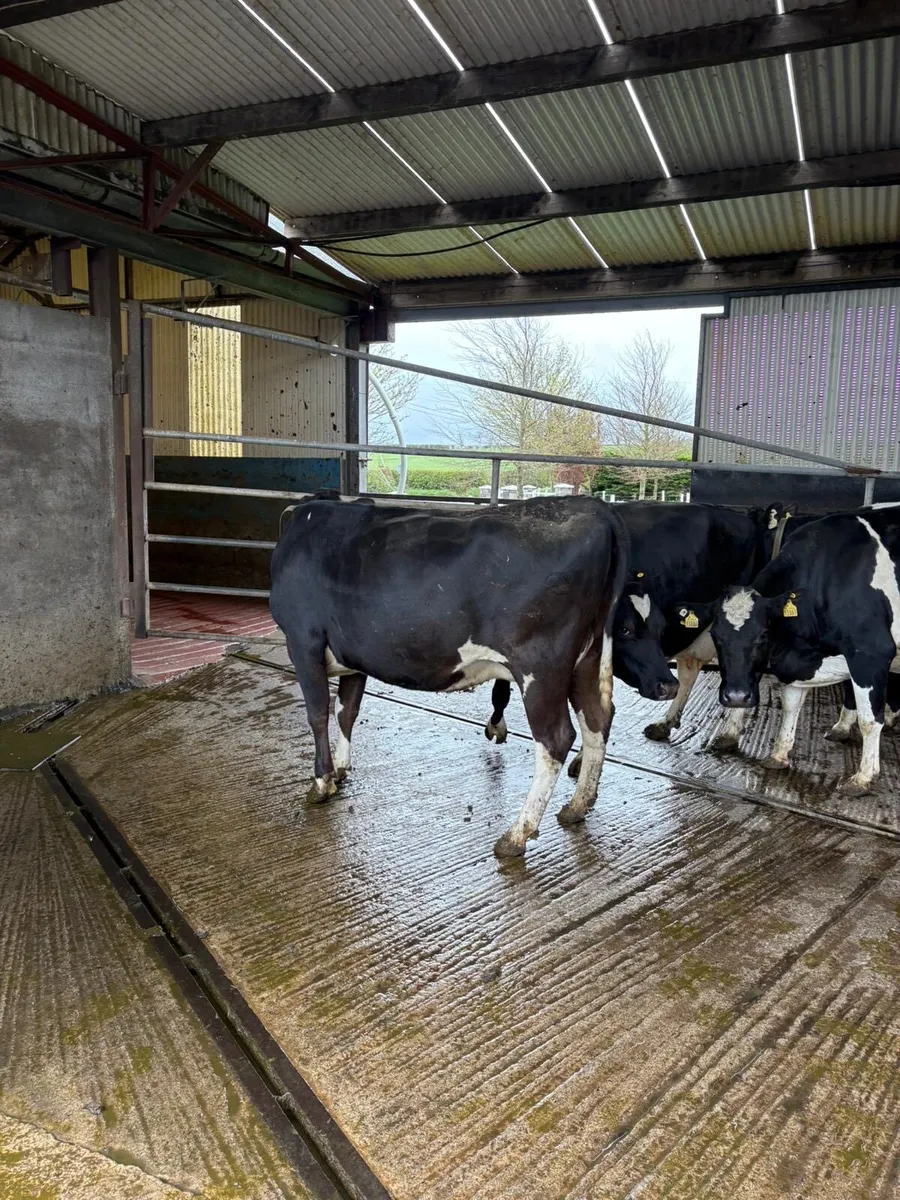 Dairy cows - Image 4