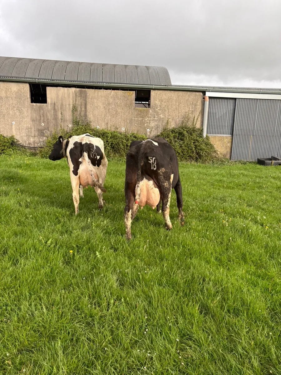Dairy cows - Image 1