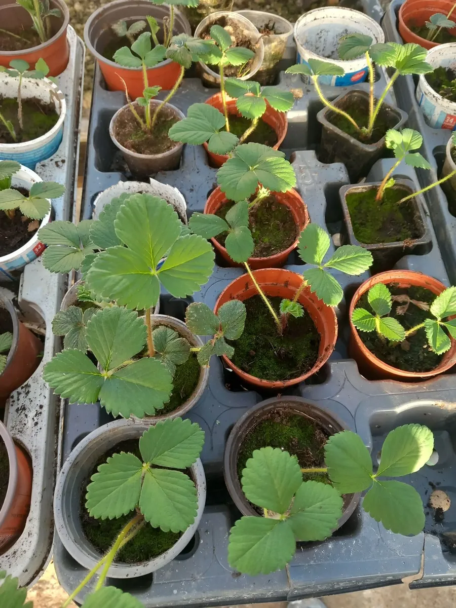 Strawberry plants - Image 2