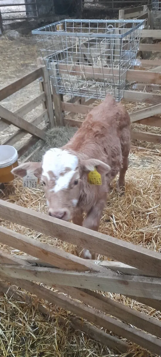 Suckler bred heifer calf - Image 1