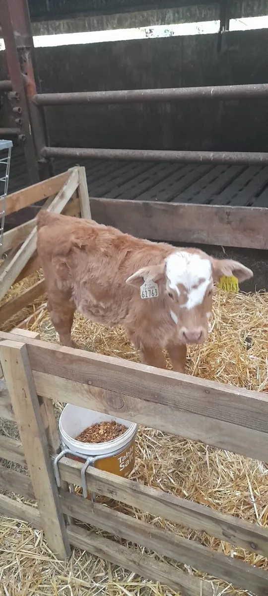 Suckler bred heifer calf - Image 2