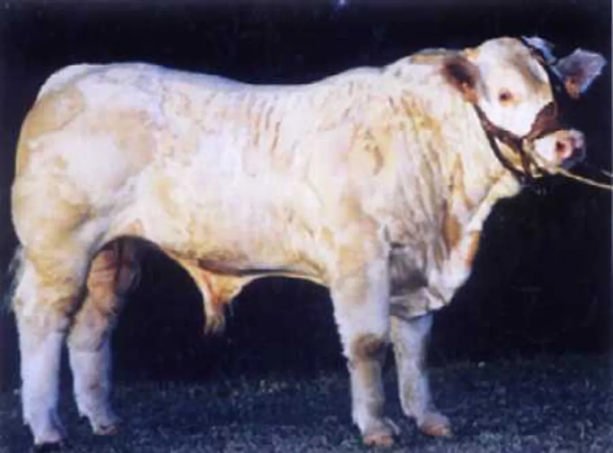 5 star Pirate PBR Charolais bull