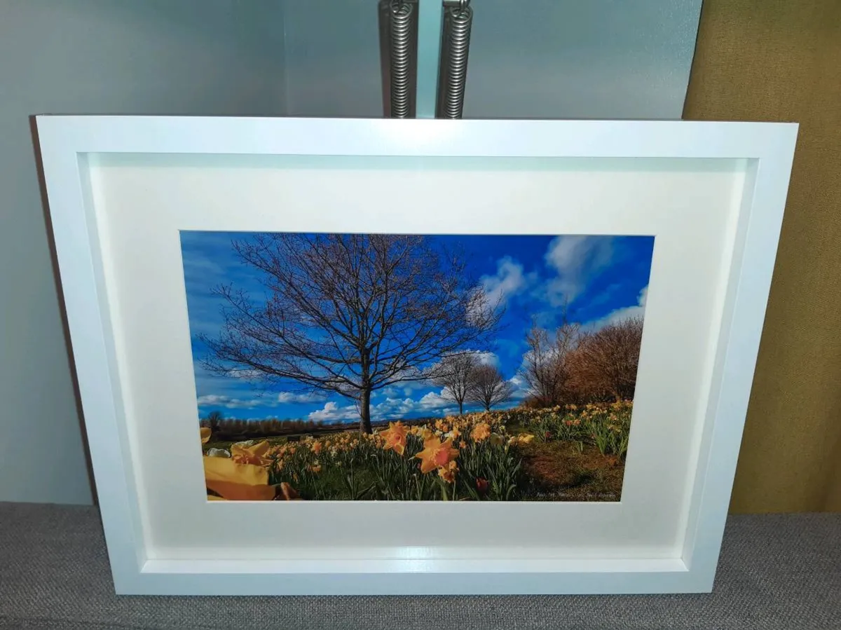 Daffodils in Bloom - Image 1