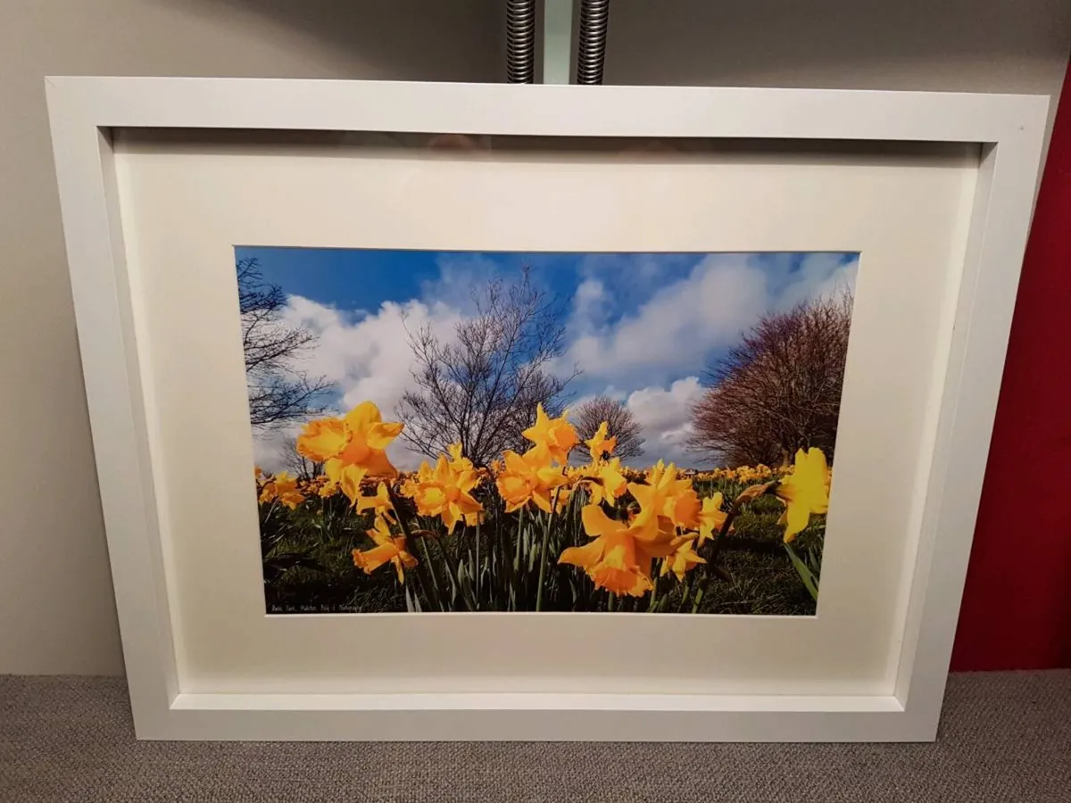 Daffodils in Bloom - Image 3