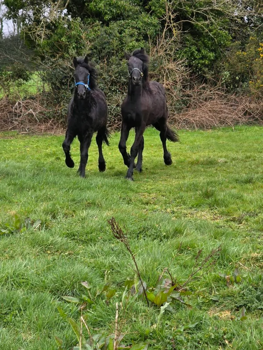 2 Colt foal's half bread Friesian - Image 1