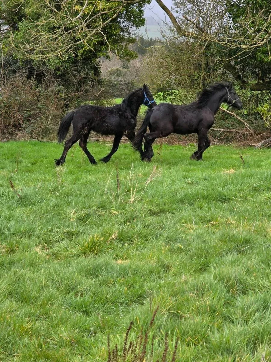 2 Colt foal's half bread Friesian - Image 2