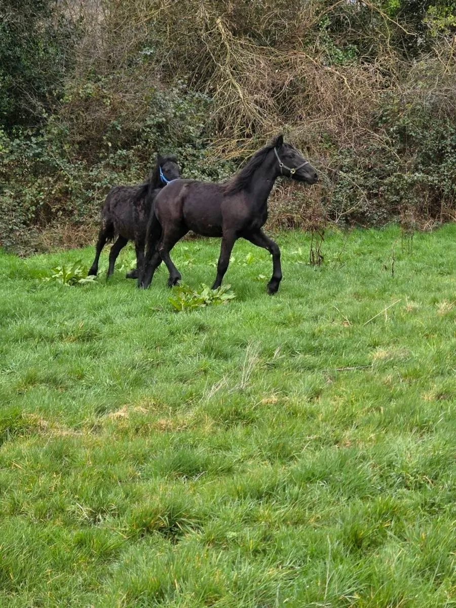 2 Colt foal's half bread Friesian - Image 4