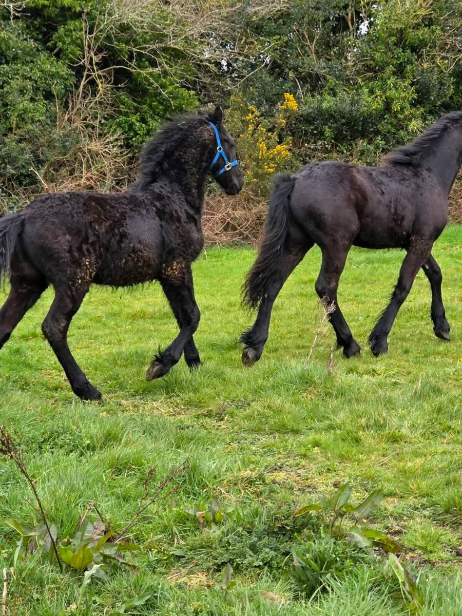 2 Colt foal's half bread Friesian - Image 3