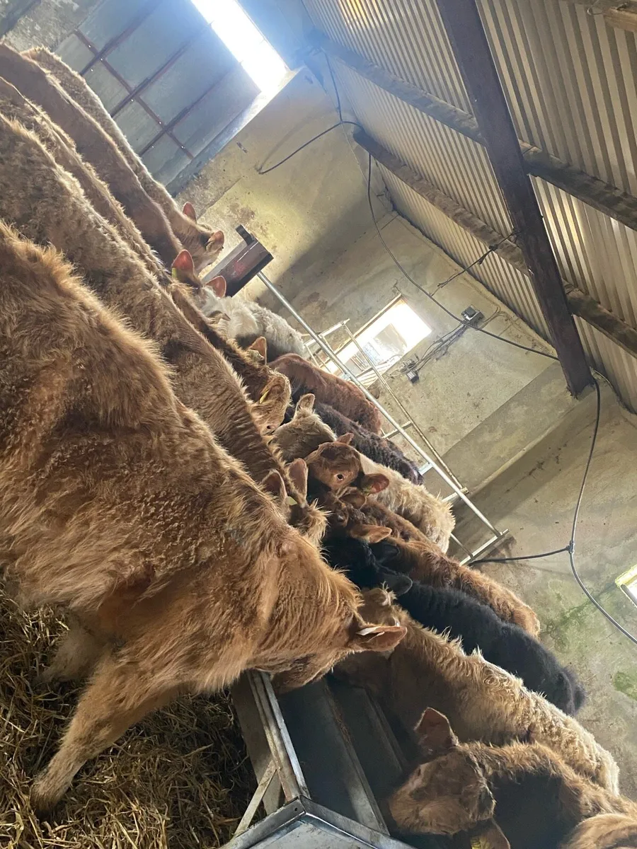 15 super suckler bread weanling heifers - Image 2