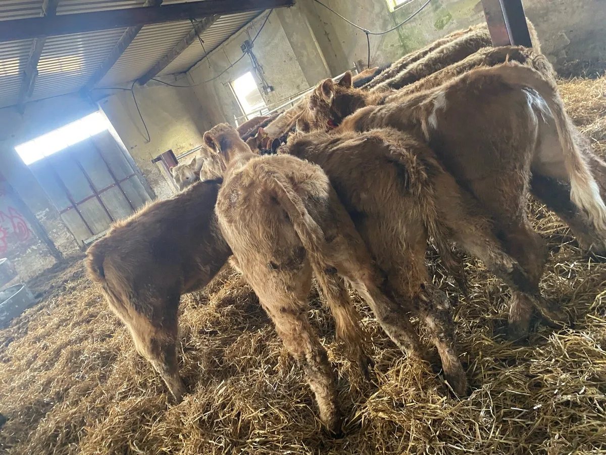15 super suckler bread weanling heifers - Image 1