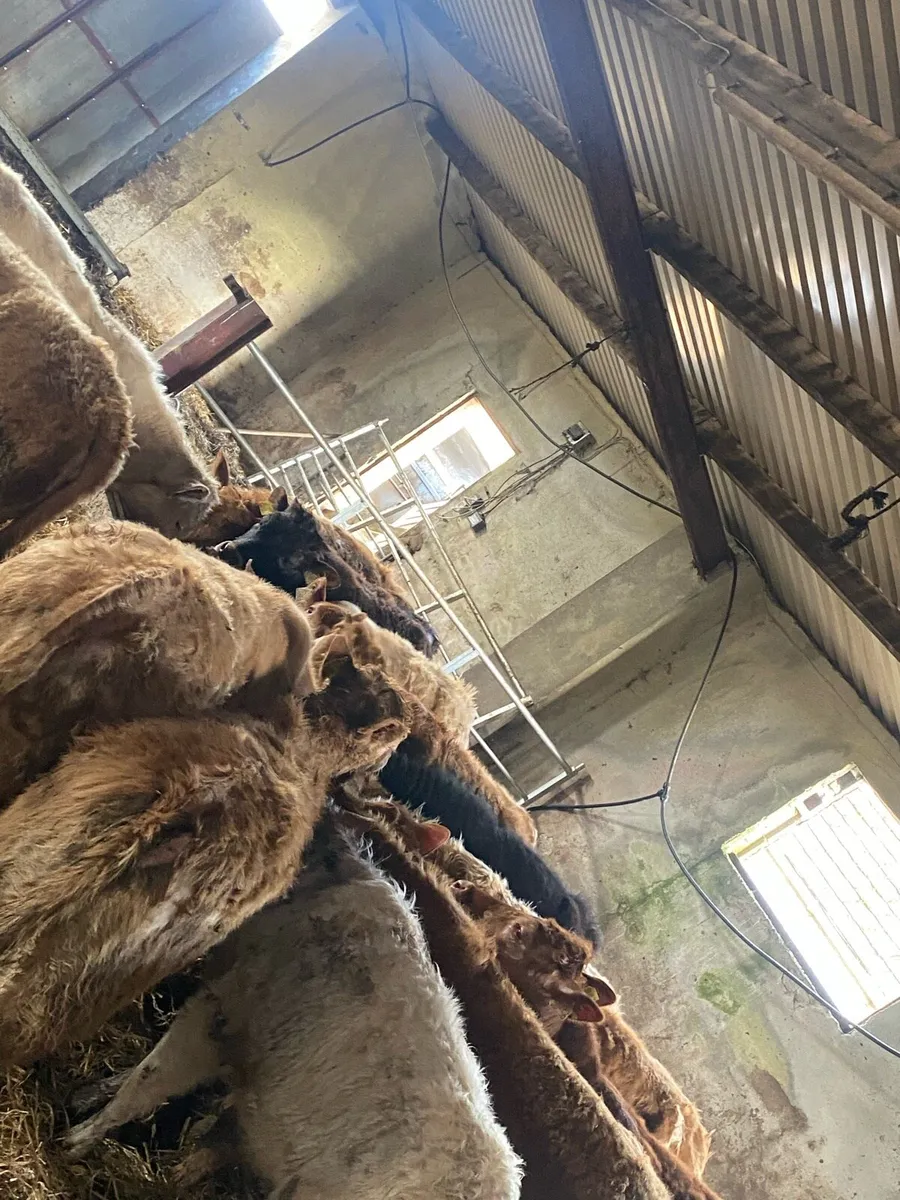 15 super suckler bread weanling heifers - Image 4