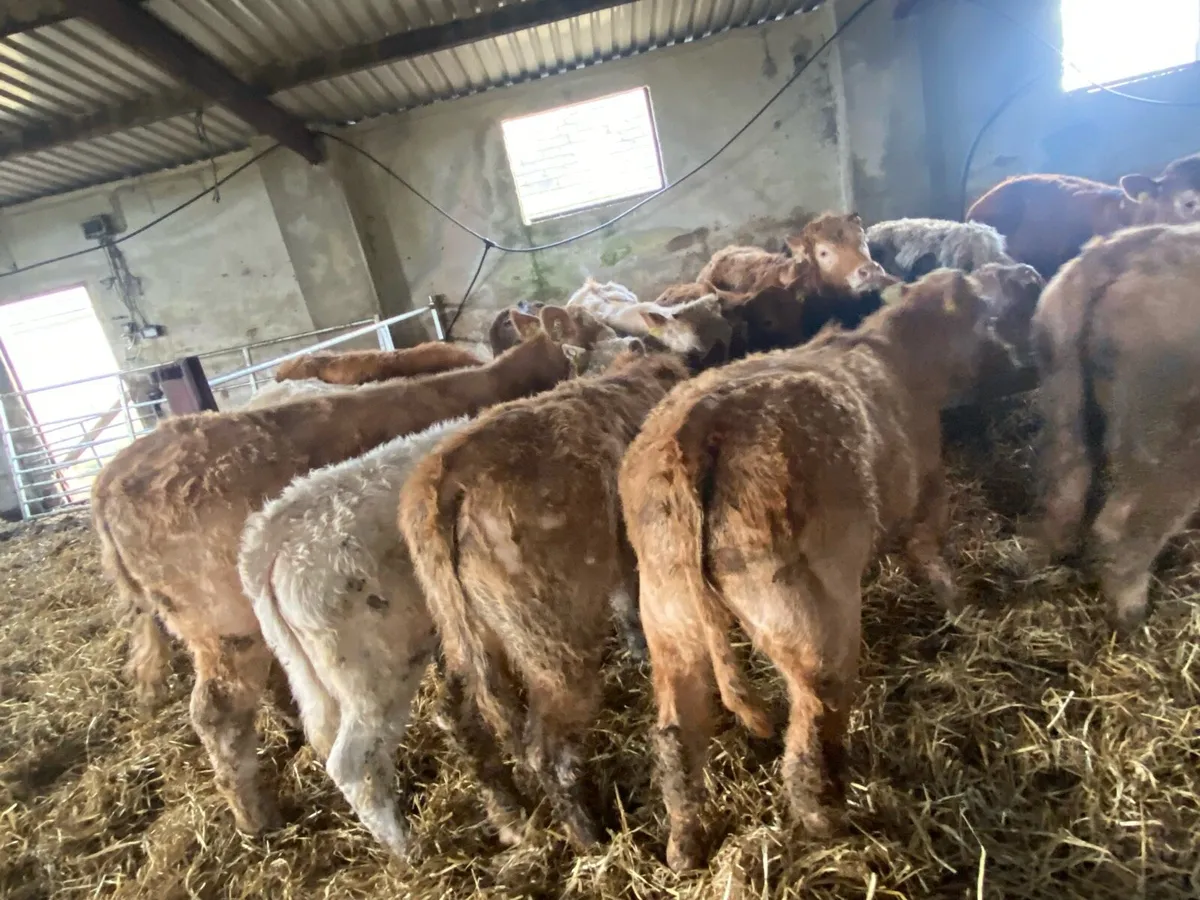 15 super suckler bread weanling heifers - Image 3