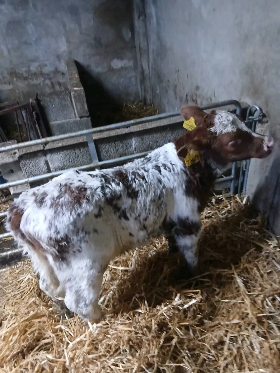 Calf - Image 2
