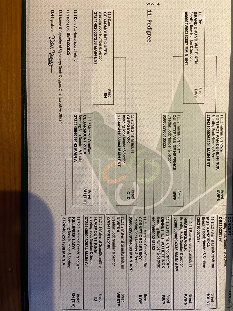 Grand Cru yearling filly - Image 4