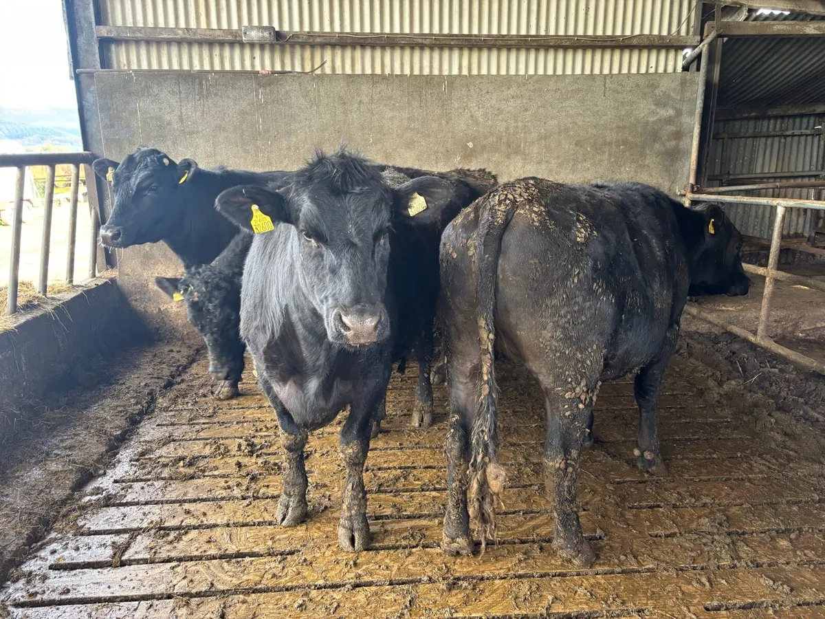 AAX Bullocks - Image 1