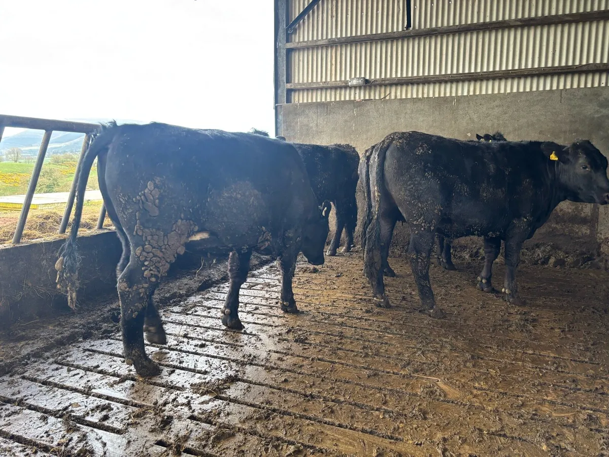 AAX Bullocks - Image 2