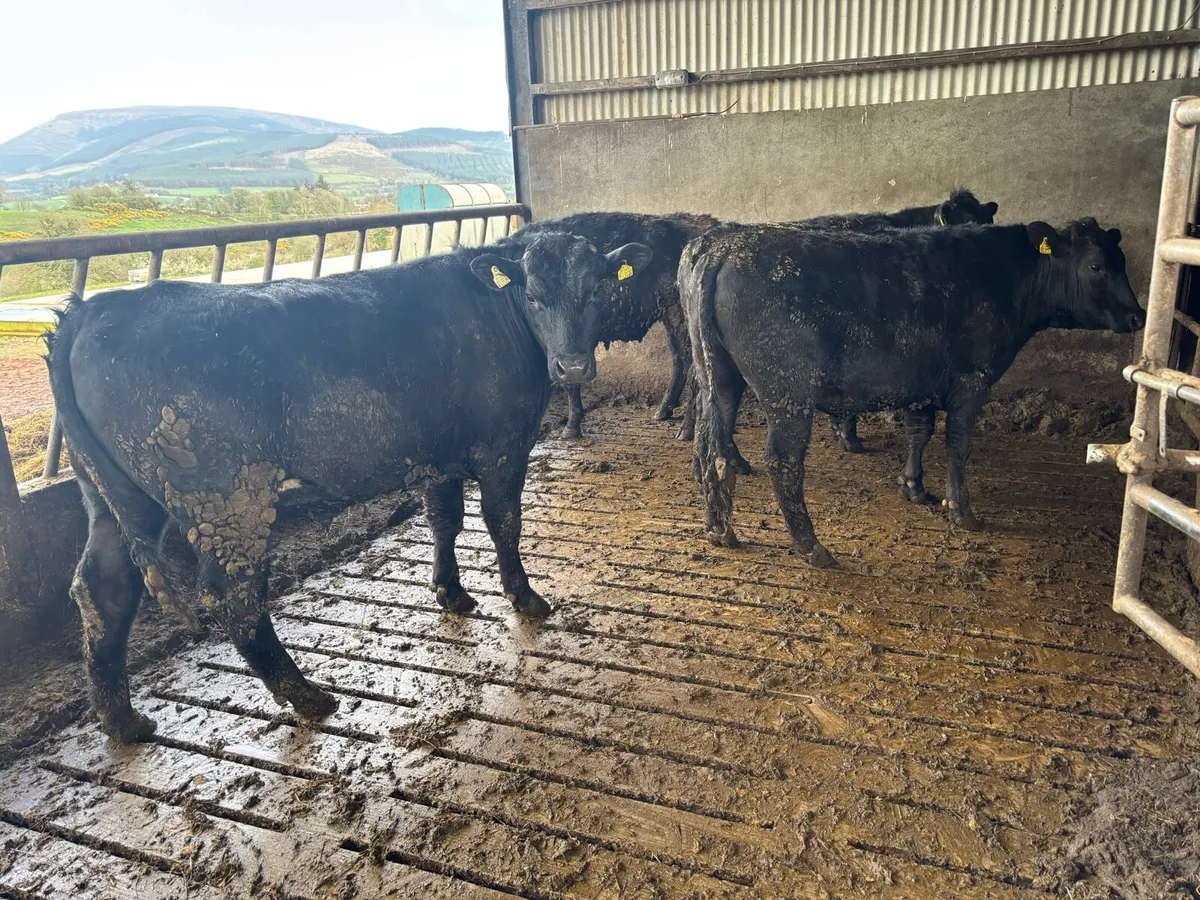 AAX Bullocks - Image 3