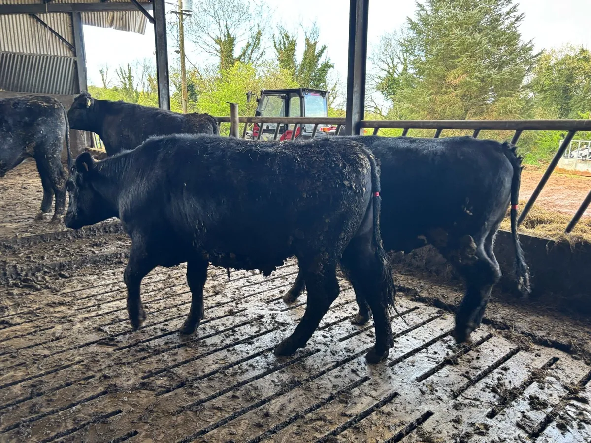 AAX Bullocks - Image 4