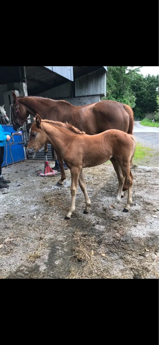 Broodmare for sale - Image 4