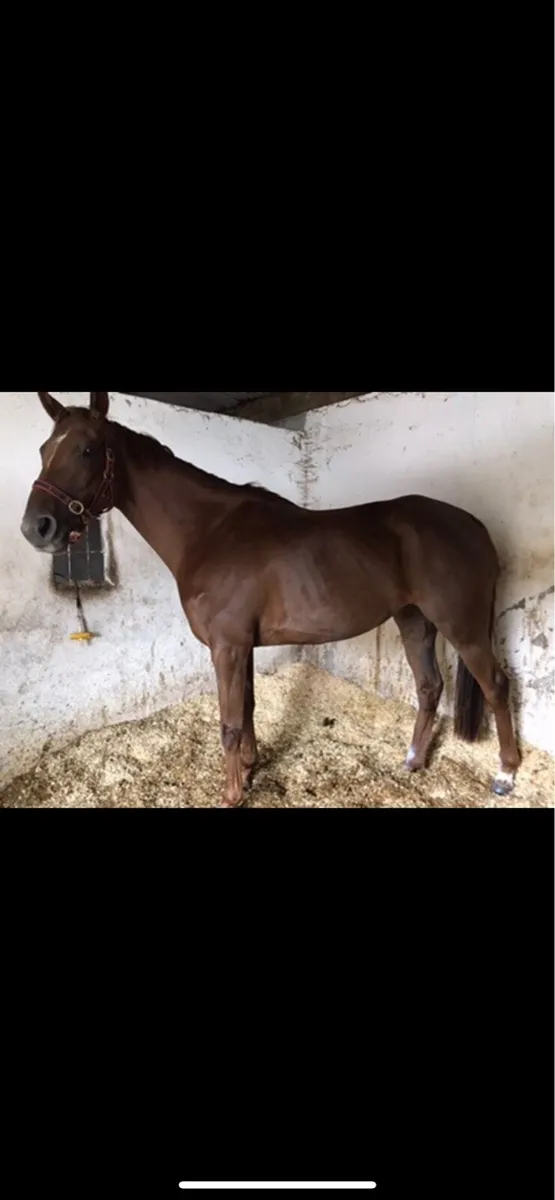 Broodmare for sale - Image 1