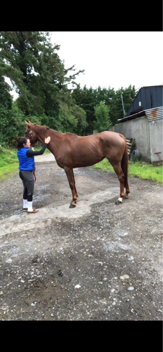 Broodmare for sale - Image 2