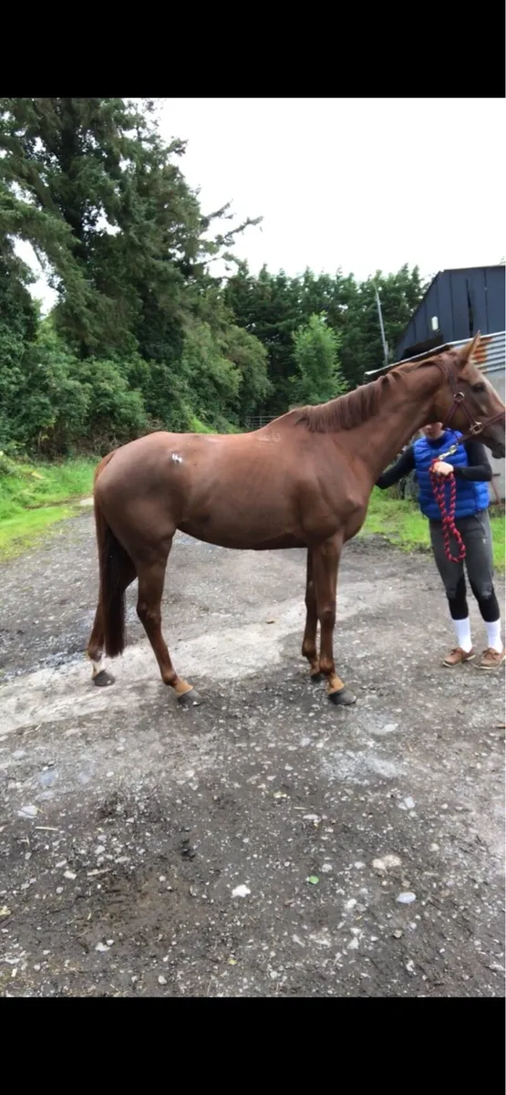 Broodmare for sale - Image 3