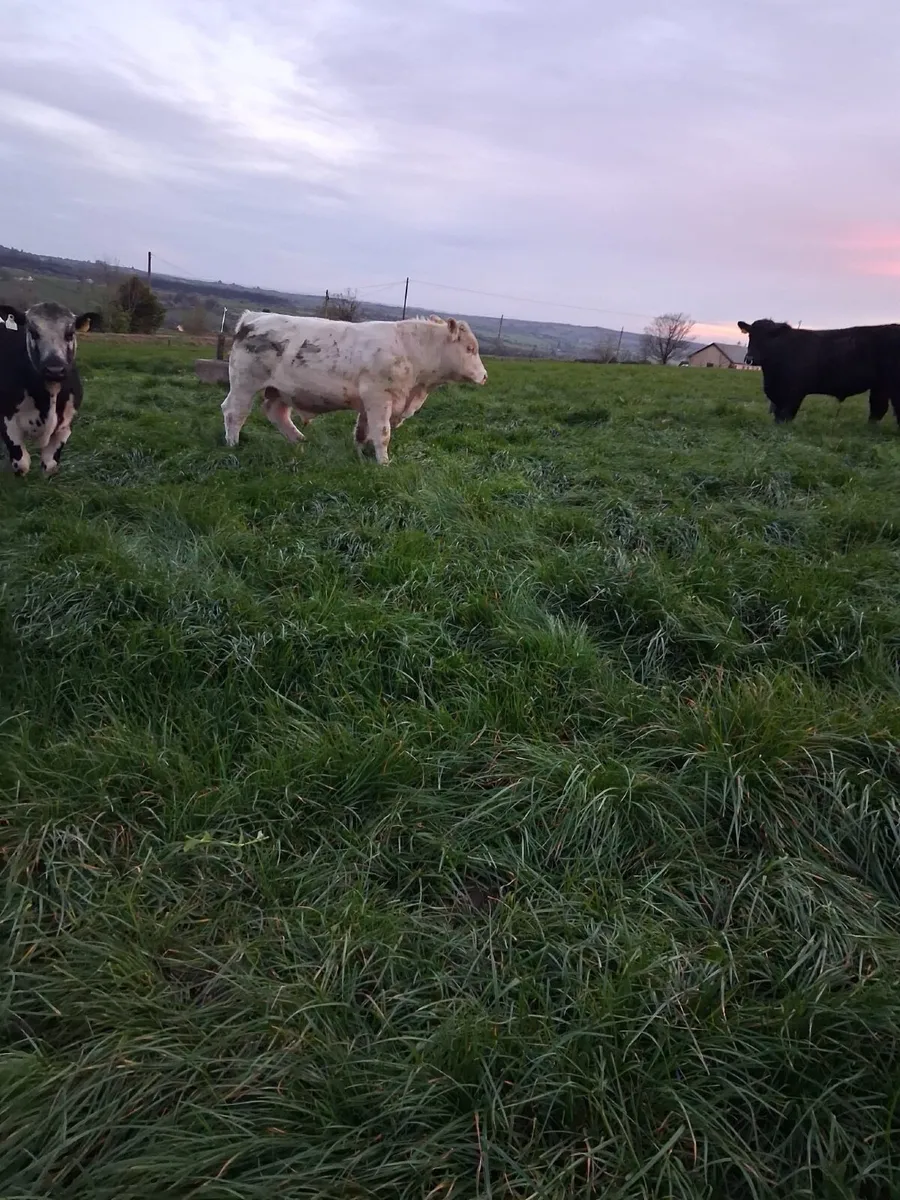 Pedigree Bulls - Image 1