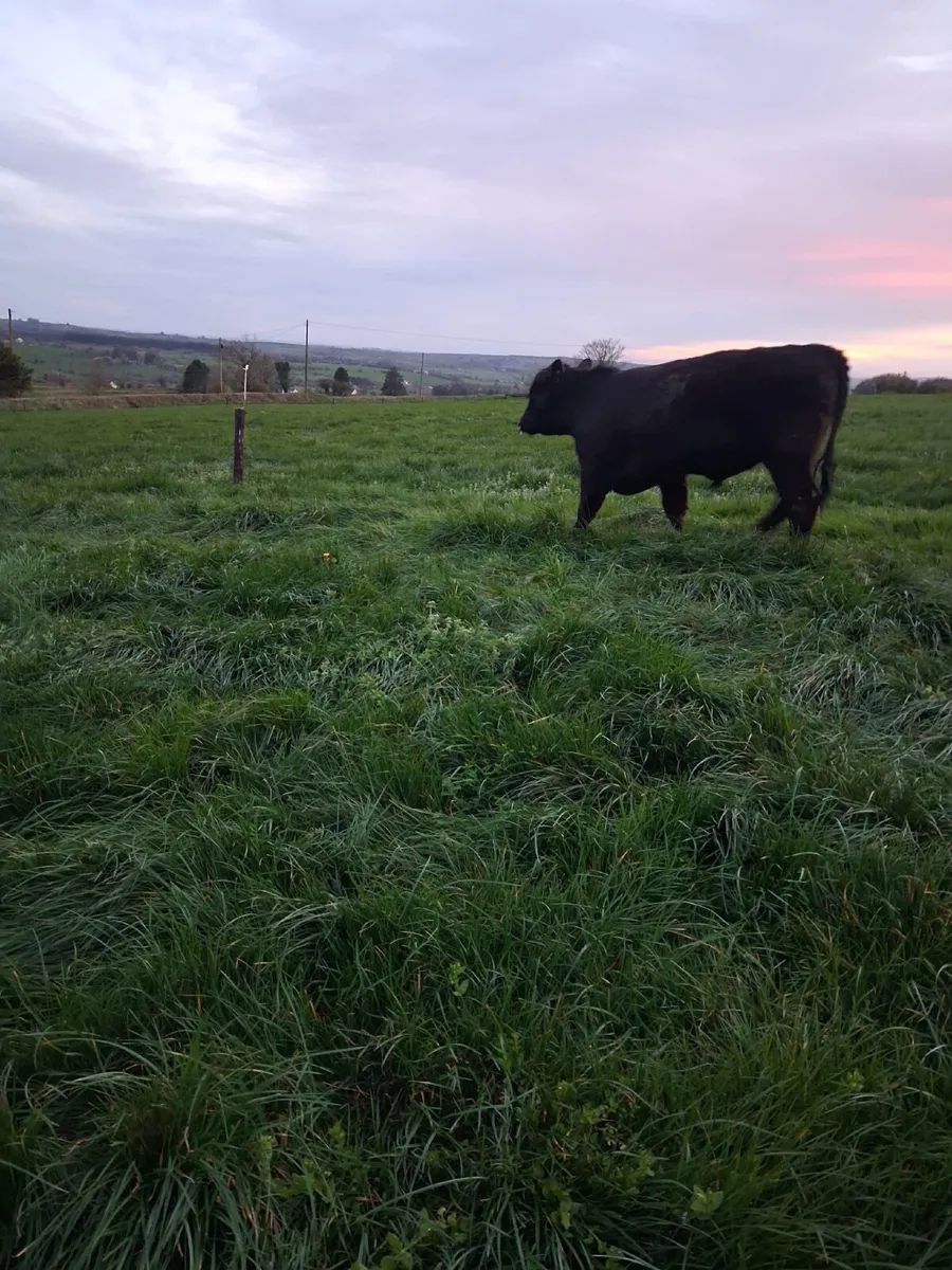 Pedigree Bulls - Image 3