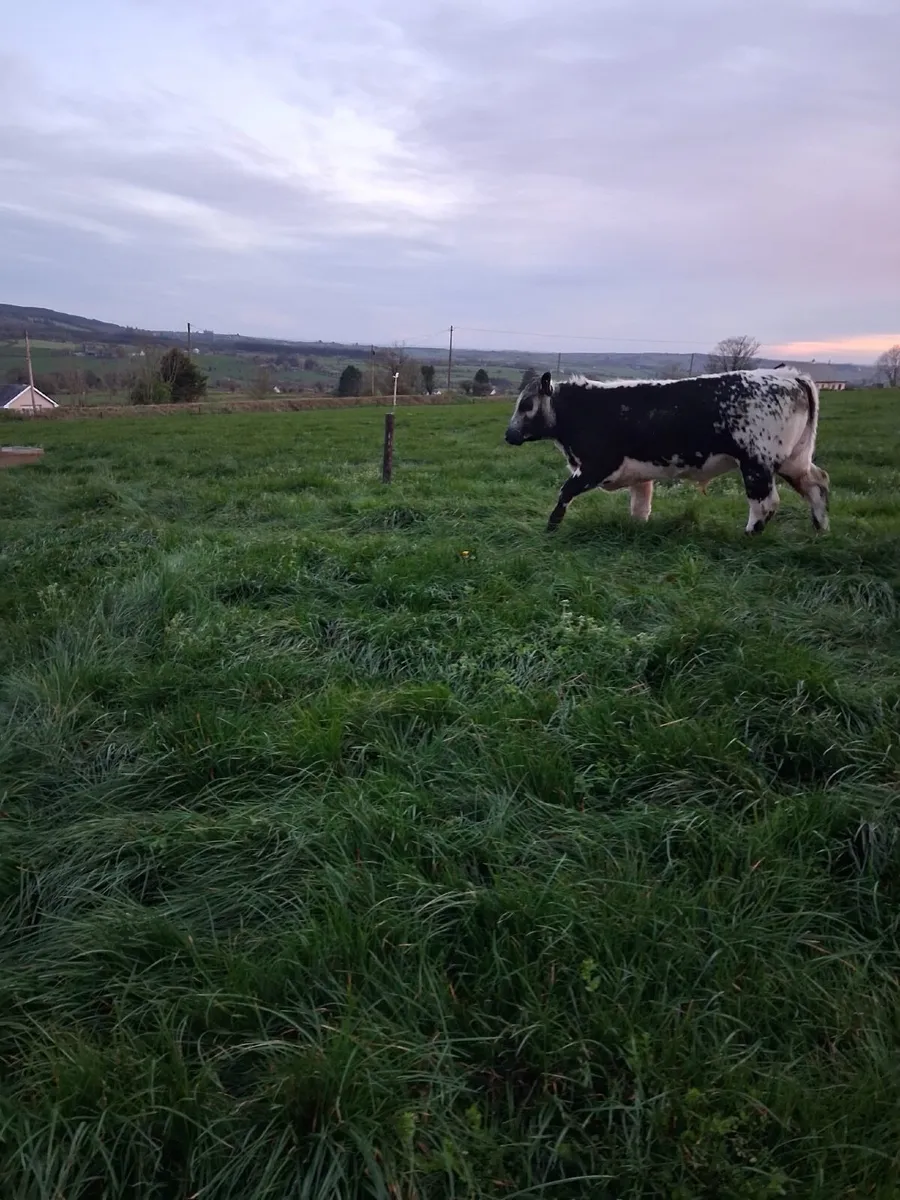 Pedigree Bulls - Image 2