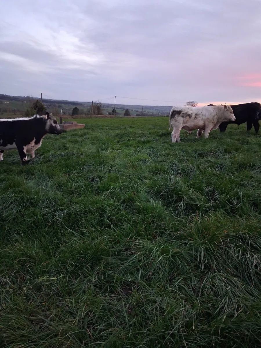 Pedigree Bulls - Image 4