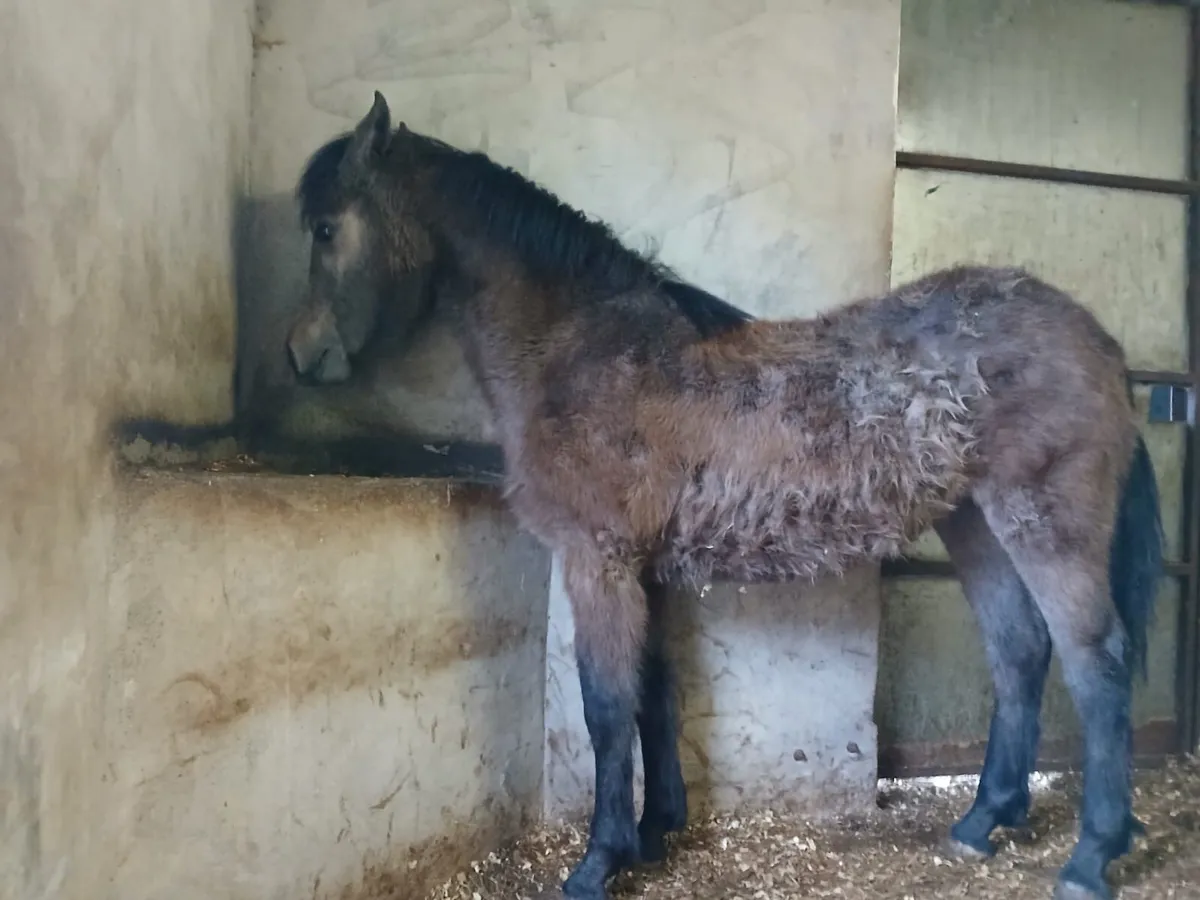 Connemara colt - Image 3