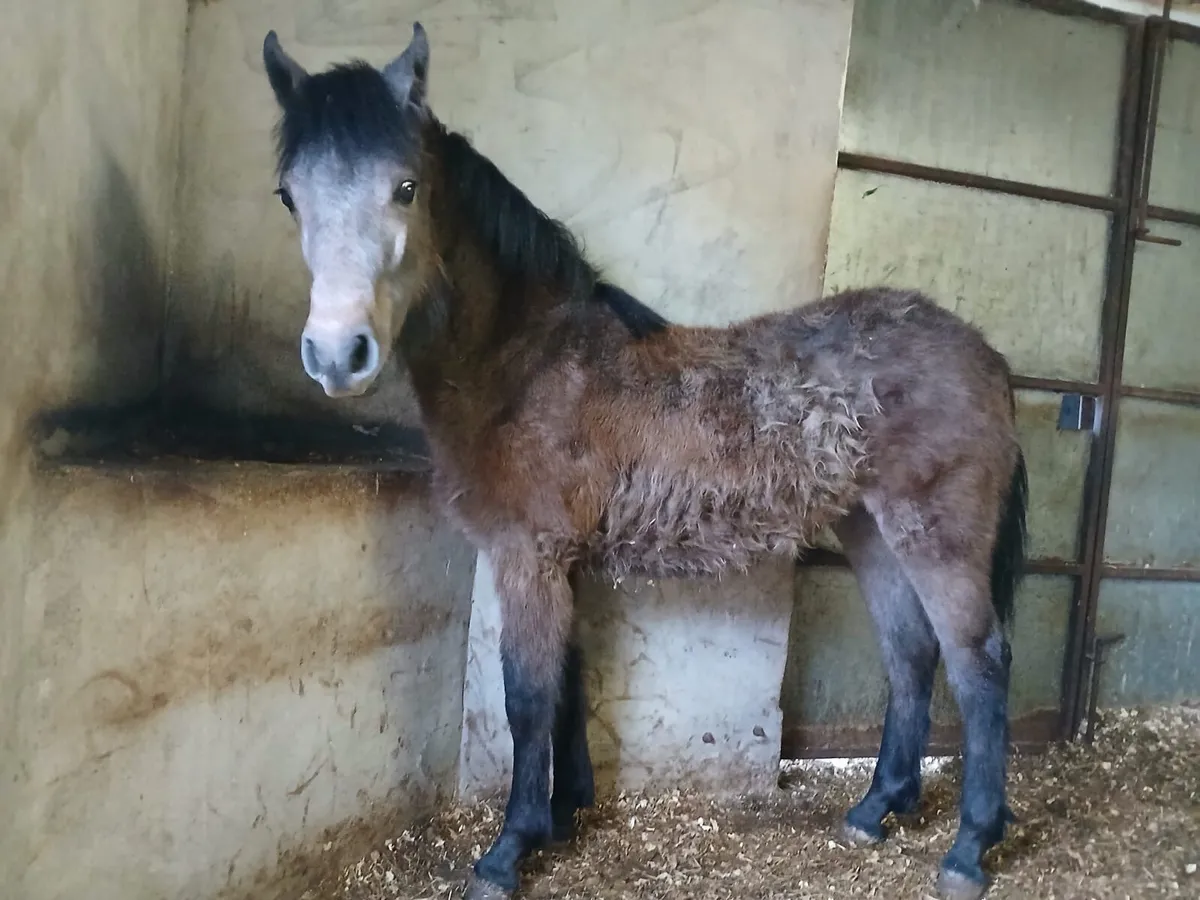 Connemara colt - Image 1
