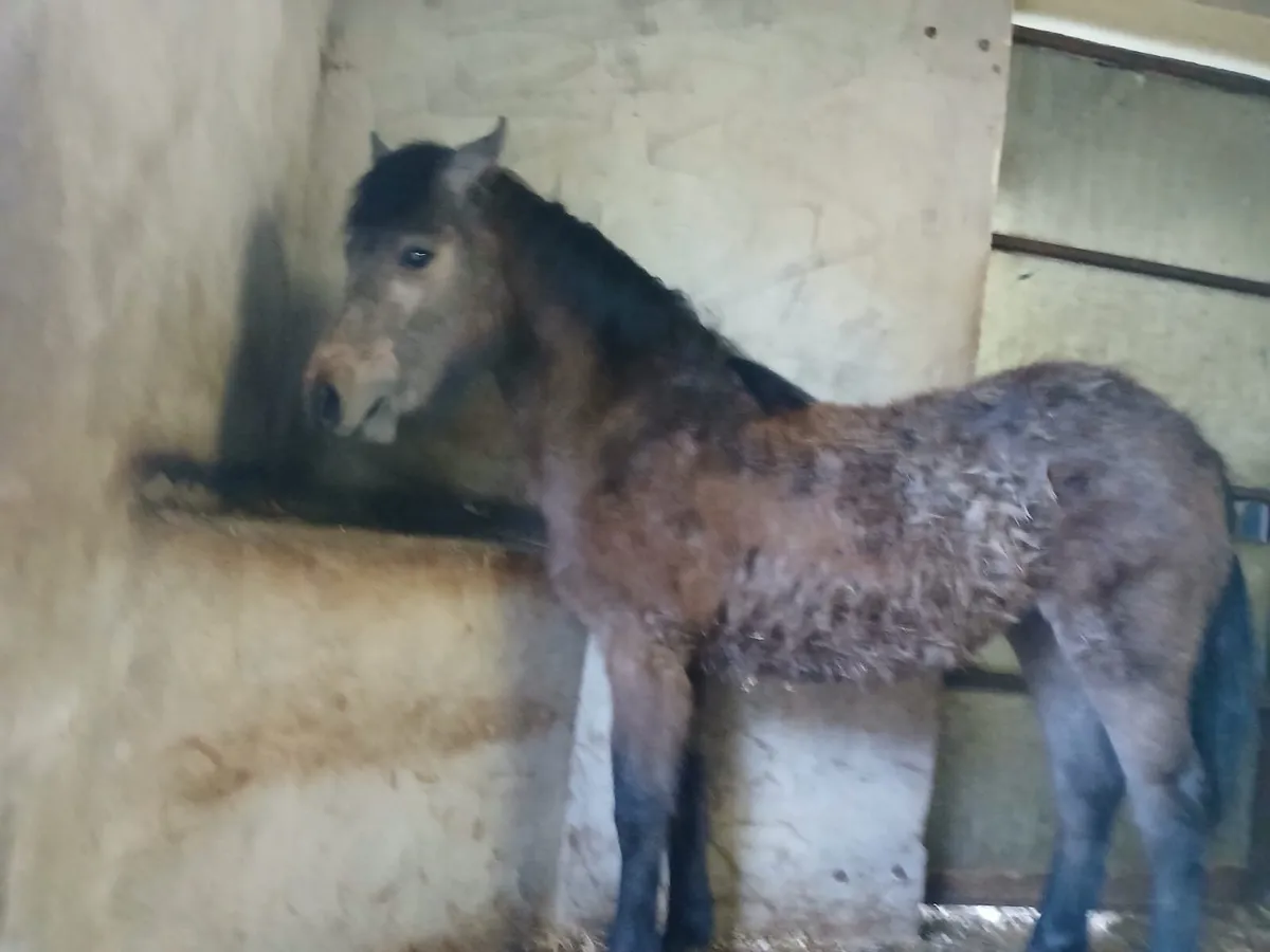 Connemara colt - Image 2