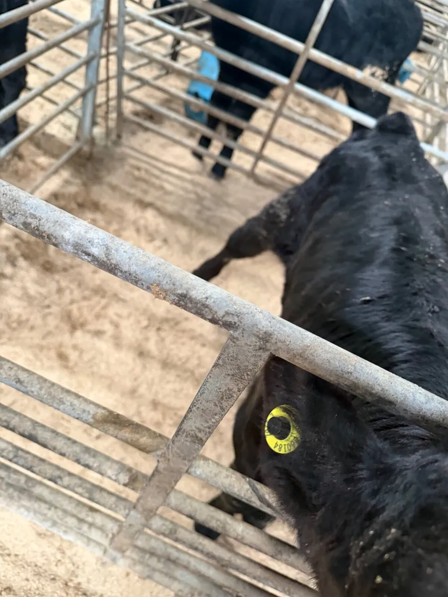 Calves Aberdeen Angus Heifers &  Bulls - Image 1