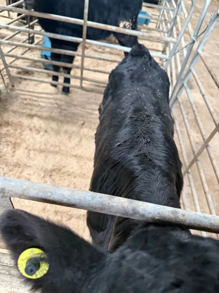Calves Aberdeen Angus Heifers &  Bulls - Image 4