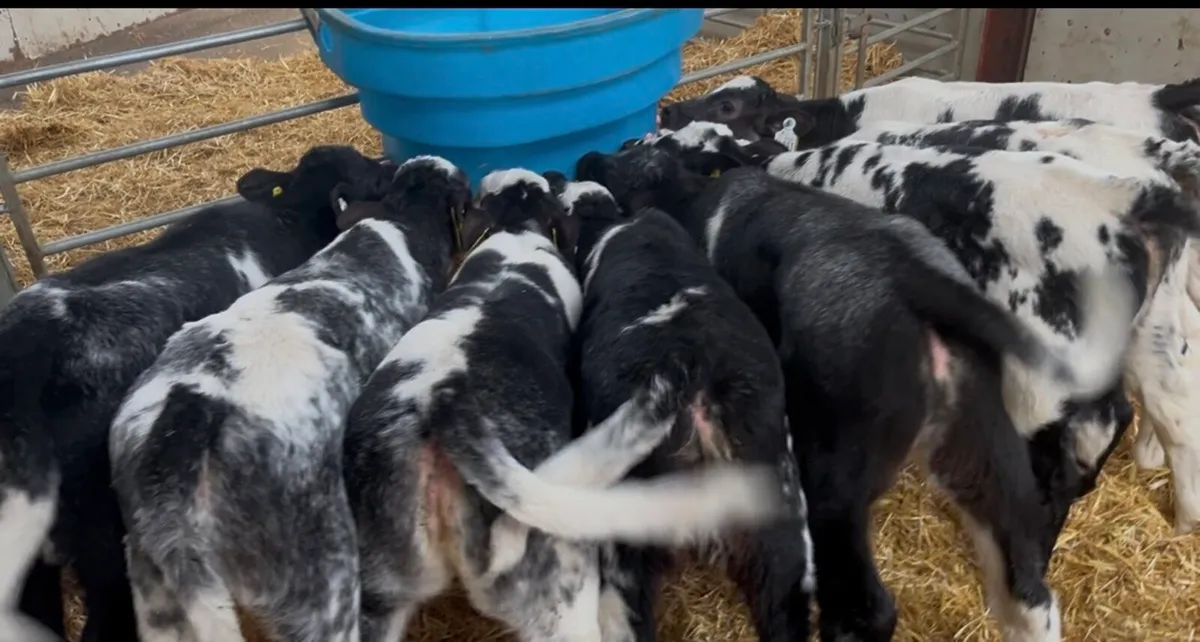 8 Super BB Heifer Calves - Image 1