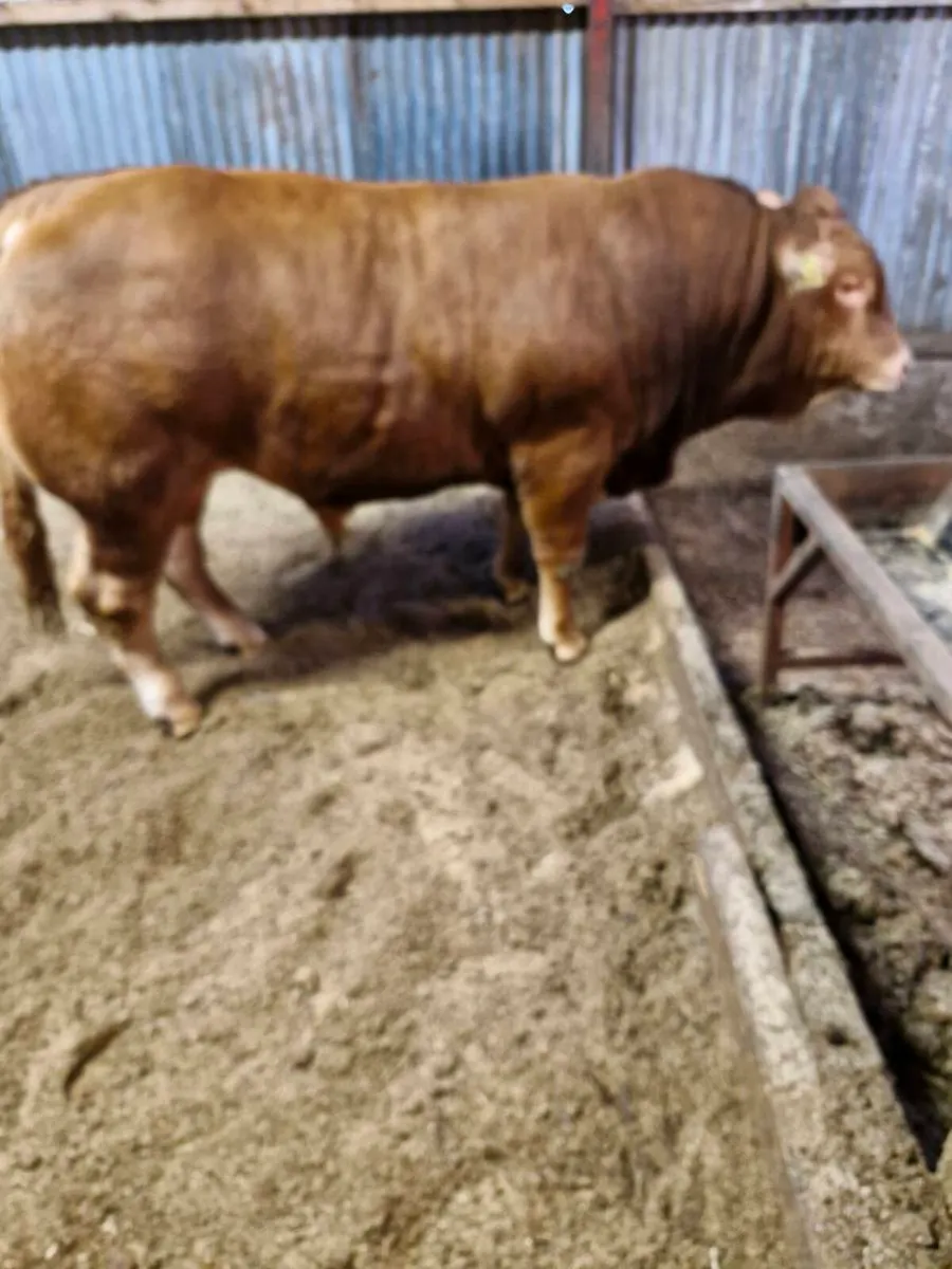 LQQK LQQK FOR SALE SAT 11 APril - Image 3