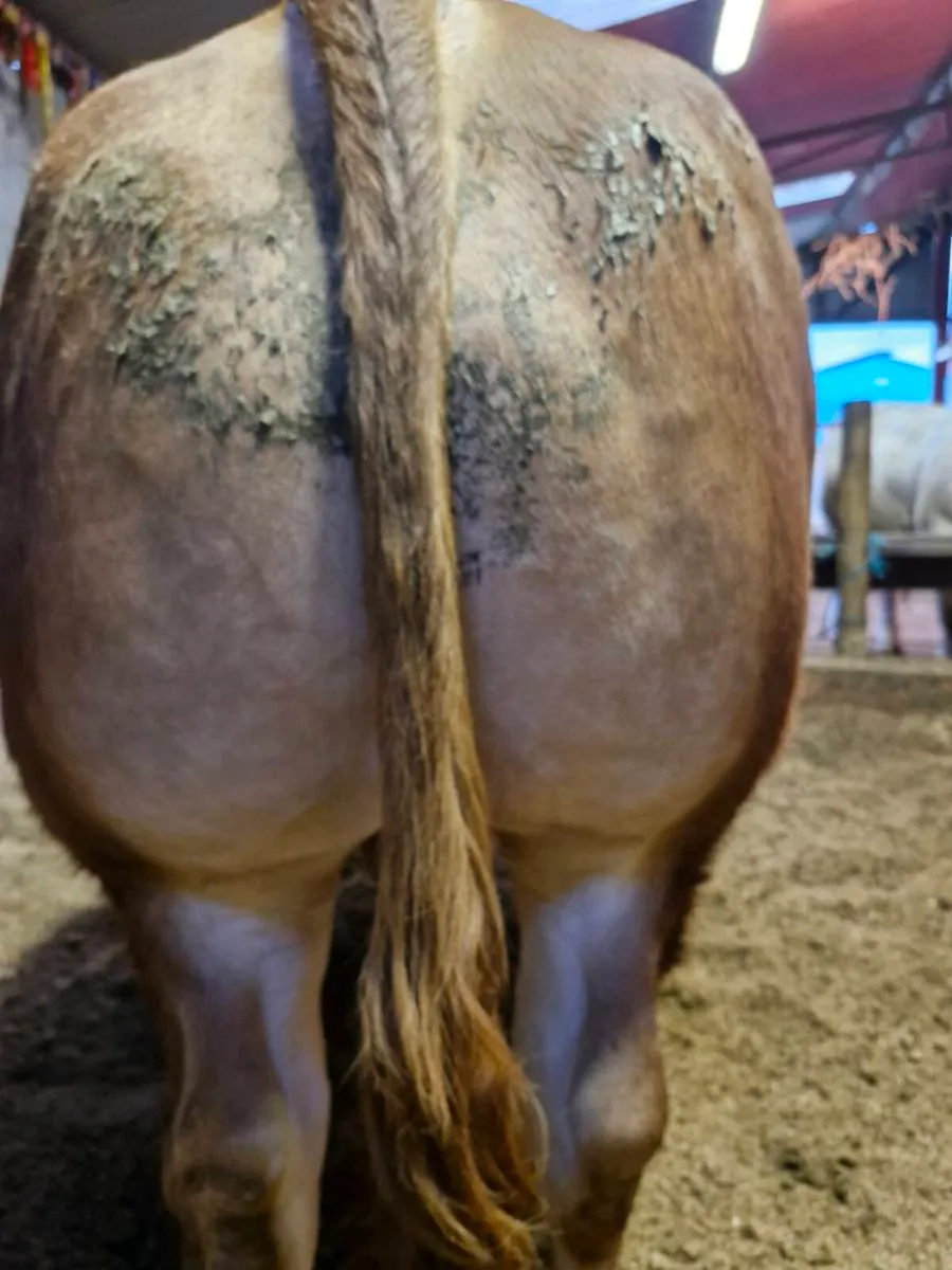 LQQK LQQK FOR SALE SAT 11 APril - Image 4