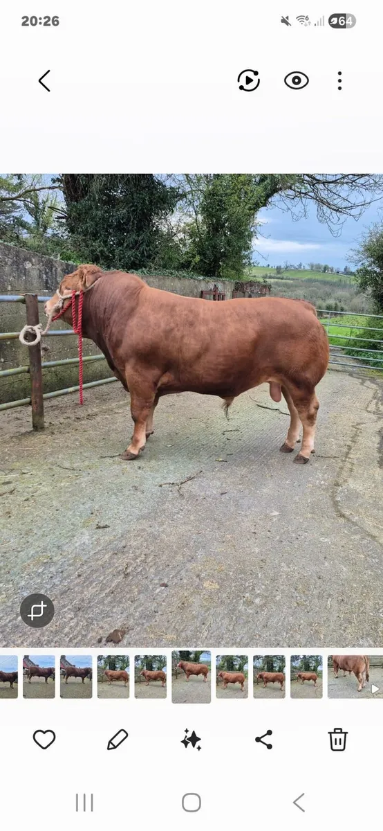 LQQK LQQK FOR SALE SAT 11 APril - Image 1